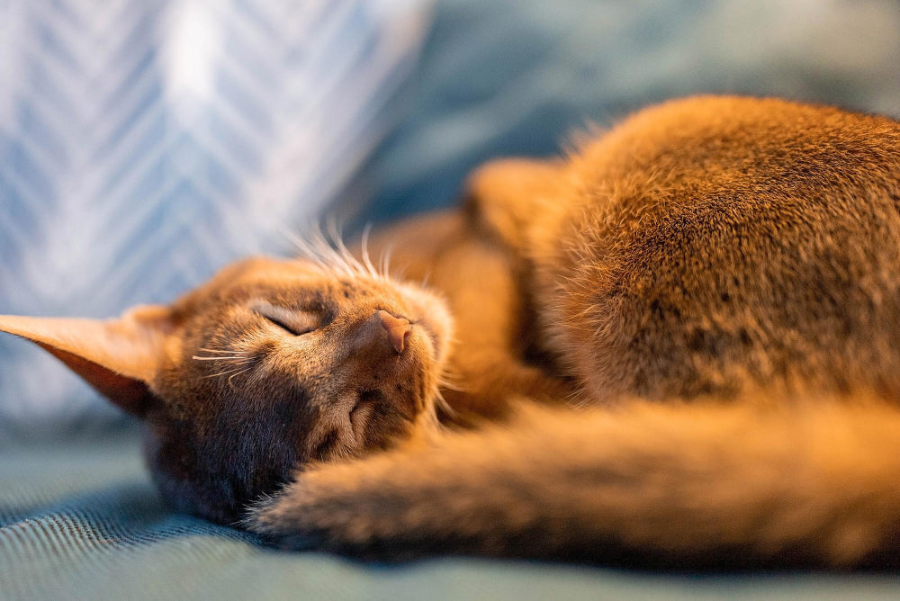 Meest gestelde vragen over slaap bij katten