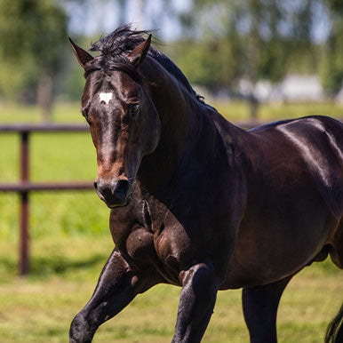 5 Tips voor een glanzende vacht bij je paard