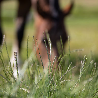 9 Tips om de paardenweide gezond te houden