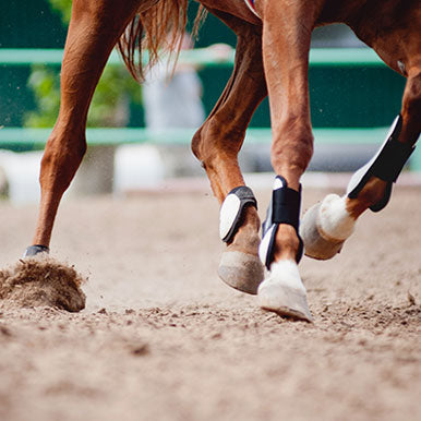 Benen van je paard koelen of verwarmen?