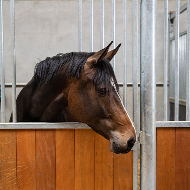 Help! Mijn paard moet op boxrust!