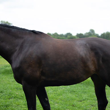 Dierenarts vertelt: Maagzweren bij paarden