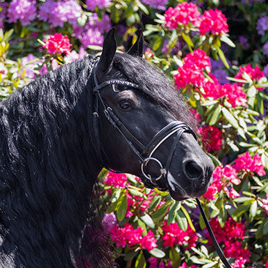 Een dood paard, wat moet ik regelen?