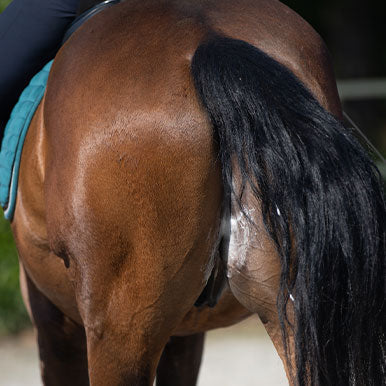 Elektrolyten of keukenzout voor je paard?