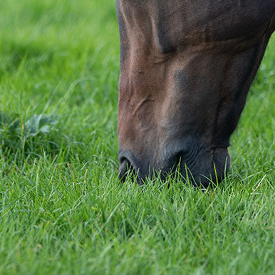 Fructaan & gras