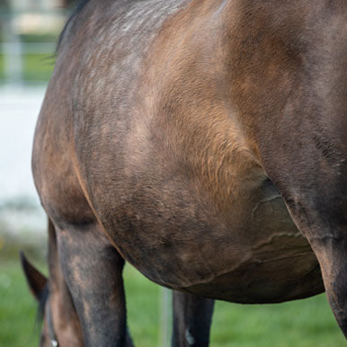 Paard met een gevoelige maag?