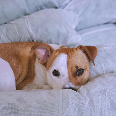 7 Meest gestelde vragen over slaap bij honden