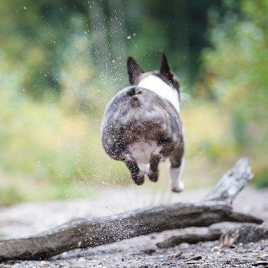 Anaalklieren van de hond