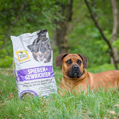 Artrose bij honden