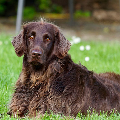 Extreem verharen van de hond