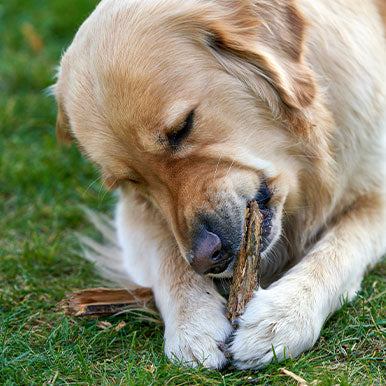 Help, mijn hond braakt!