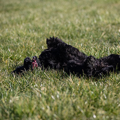 Huidproblemen bij honden