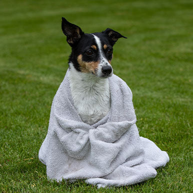 Je hond wassen, hoe doe je dat?