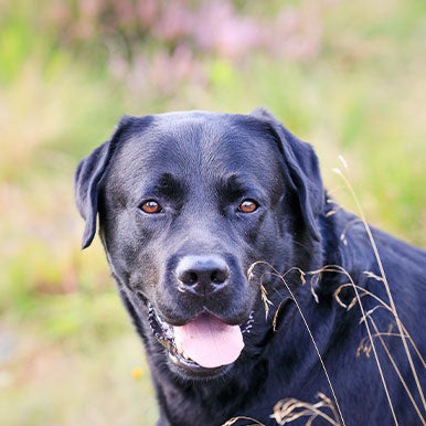 Waarom Labradors vaak overgewicht hebben