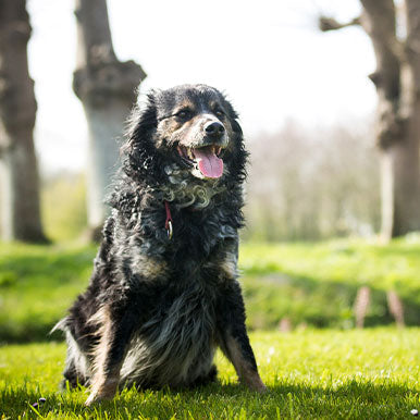 Voedingstips voor de senior hond