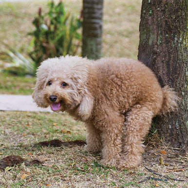 Wat vertelt de ontlasting van je hond?