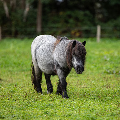 Hoe oud wordt een paard?
