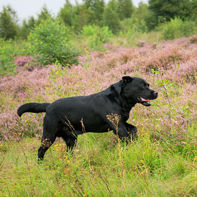 Natuurlijk afslanken van je hond
