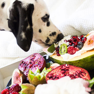 Wat is giftig voor honden?