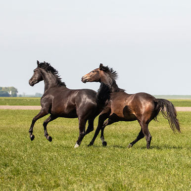 Identificatie & Registratie van paarden