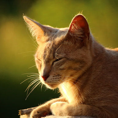 7 Meest gestelde vragen over slaap bij katten