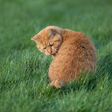 Diarree bij katten