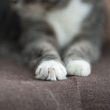 Dierenarts vertelt: Artrose bij katten