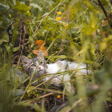 Dierenarts vertelt: Een ongeluk bij katten