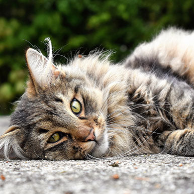 Extreem verharen van de kat
