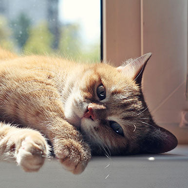 Gedragstherapeut vertelt: Hitte bij katten