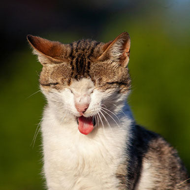 Help, mijn kat spuugt!