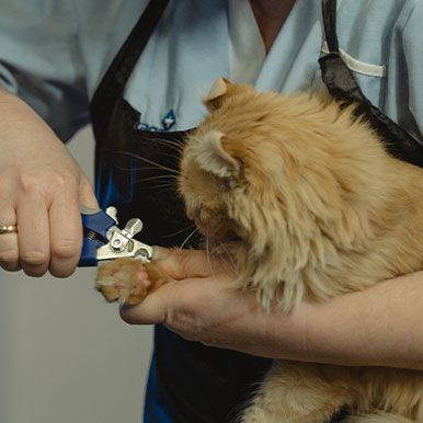 Nagelverzorging bij katten