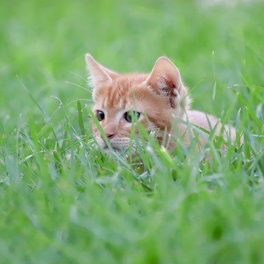 Ontwormen van kittens en katten