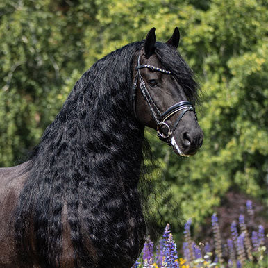 Lijnzaadolie beter voor je paard dan zonnebloemolie