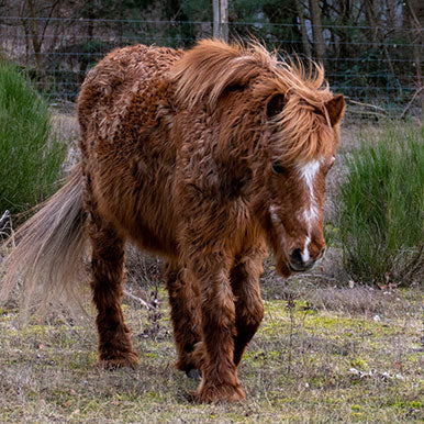 PPID medicatie voor paarden