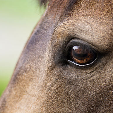 Minder stress bij paarden dankzij paddenstoelen