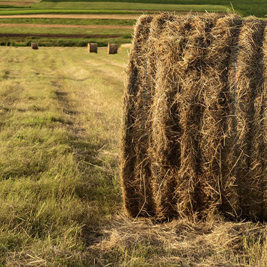 De paardenweide hooien