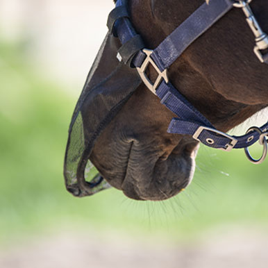 Pollenallergie bij paarden
