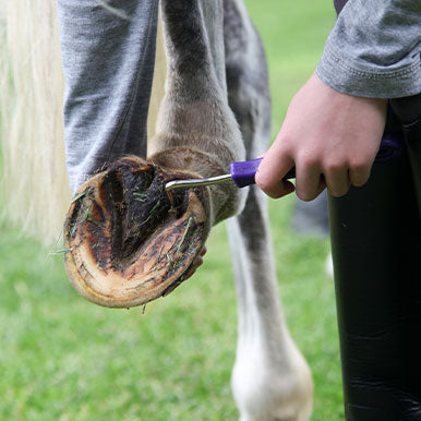 Rotstraal bij paarden