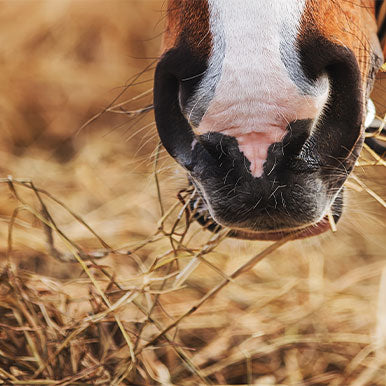 Alles over ruwvoer voor paarden