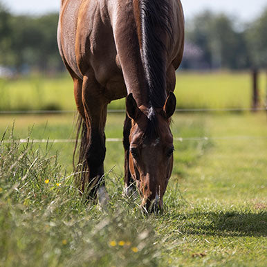 Succesvol de paardenweide inzaaien