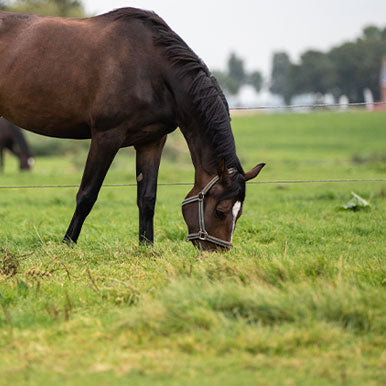 Suikers in voorjaarsgras, hoe zit dat?