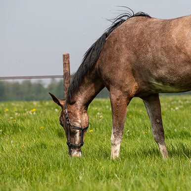 Tips voor een optimale overgang naar voorjaarsgras