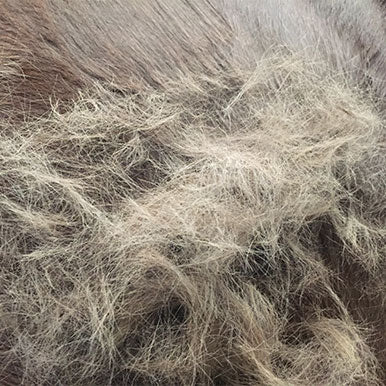 5 Tips voor een goede verharing bij paarden