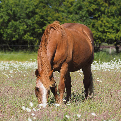 Voeding voor een ouder paard