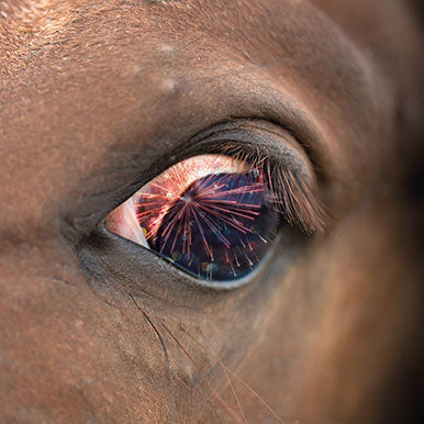 Tips bij vuurwerk stress bij paarden