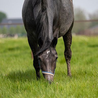 Waarom koeiengras geen paardengras is