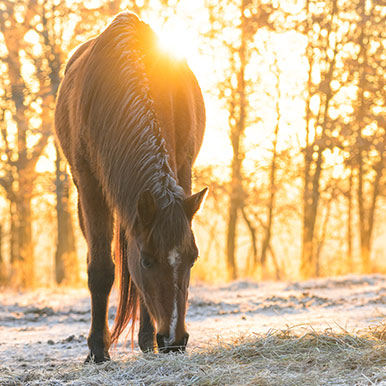 De weide winterklaar maken