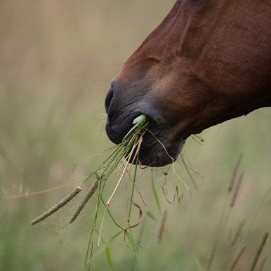 Welk gras is geschikt voor paarden?