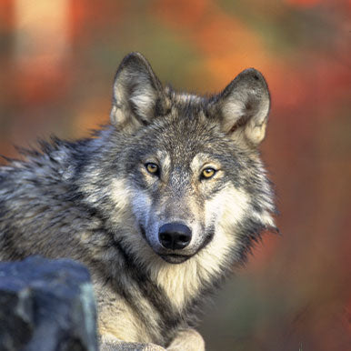 De wolf in Nederland en paarden